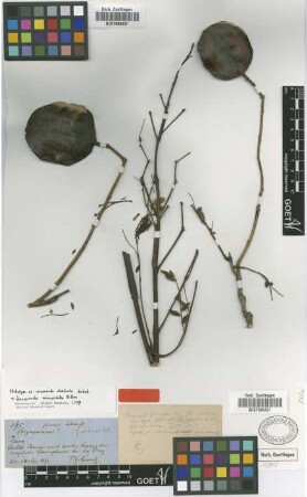 Jacaranda chelonia Griseb. [holotype]