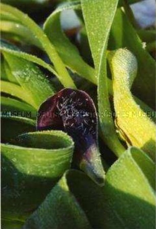 Mit Raureif bedeckte Tulpenstengel mit einzelnem Blütenblatt (Altersgruppe 14-17)