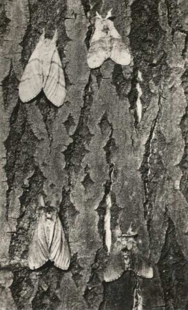 Buchen-Streckfuß (Calliteara pudibunda), auch Buchenrotschwanz. Männchen und Weibchen, oben: häufigere hellere Form, unten: dunklere, etwas seltenere Form