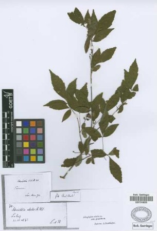 Schmidelia edulis A.St.-Hil., A.Juss. & Cambess.
