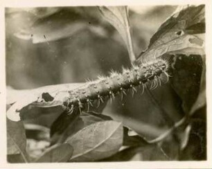 Raupe des Nachpfauenauges : Rumänien, Dobrudscha, Mittleres Nachtpfauenauge (Saturnia spini), Raupe