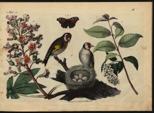 Tafel 16.: Mai e.