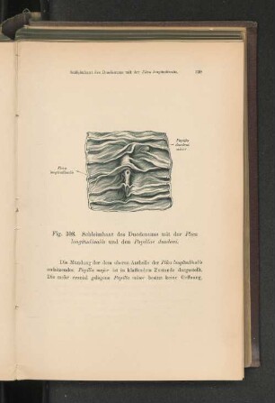 Fig. 308. Schleimhaut des Duodenum mit der Plica longitudinalis.