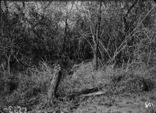 Löwe im Dickicht : Ein wohl schon älterer Löwe im Dickicht versteckt.