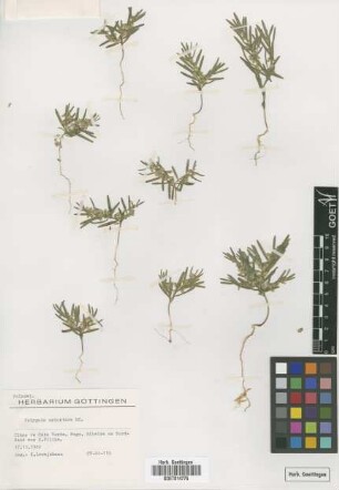 Polygala erioptera DC.