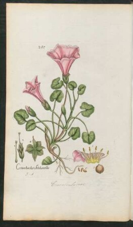 247. Convolvulus soldanella