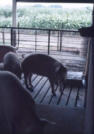 Fotografie: Schweinehaltung, Teilspaltenboden