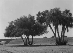 Palme : Palmenbäume in trockener Landschaft