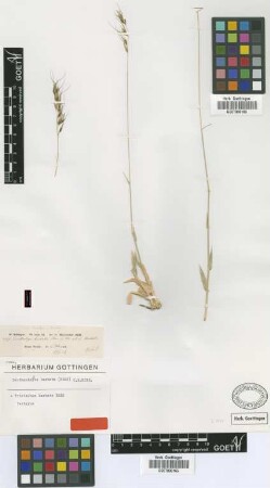 Tristachya barbata Nees [isotype]