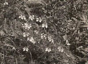 Echter Schwarzkümmel (Nigella sativa)