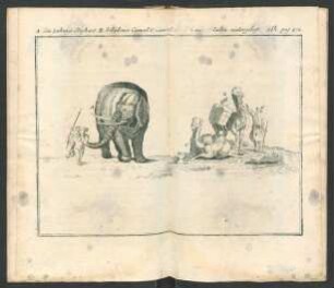 Tafel: A. Ein zahmer Elephant. B. beladenes Cameel. [...]