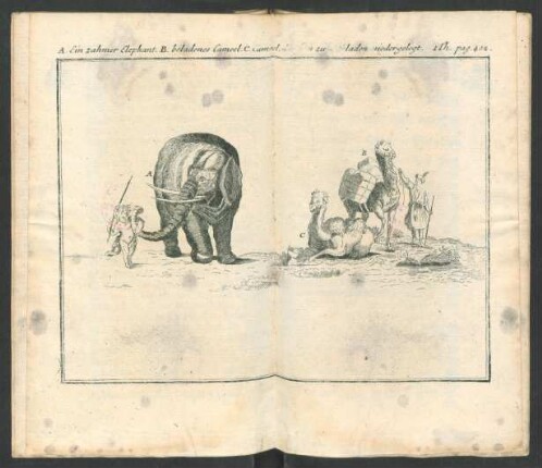 Tafel: A. Ein zahmer Elephant. B. beladenes Cameel. [...]