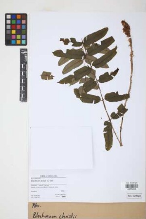 Blechnum christii C. Chr.