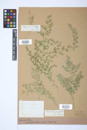 Selaginella cordifolia (Desv. ex Poir.) Spring