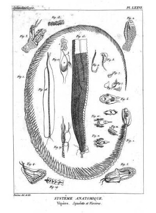 Pl. LXXVI. Systême Anatomique. Vipère. Squelette et Viscères.