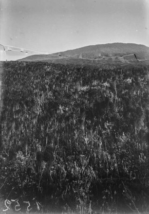 Vegetation am Karisimbi (Sammlung Hans Meyer - Herzog-Adolf-Friedrich-Expedition 1907–1908)