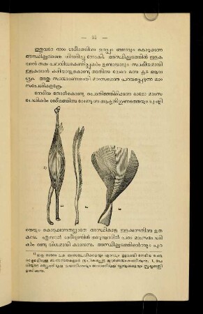 30-37, II. Māmsavēśikaḷ