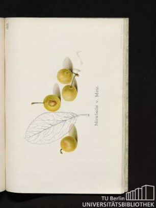 32. Mirabelle v. Metz.