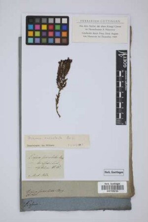 Diosma succulenta Berg.