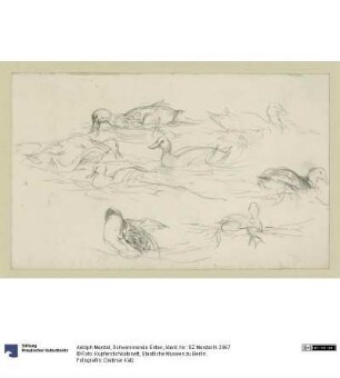 Schwimmende Enten