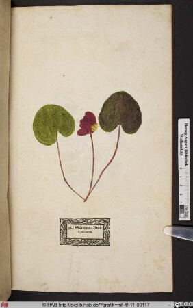 Schwein=Brod Cyclamen.