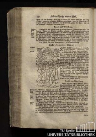 Cap. 271. Kuerbis, Cucurbita.