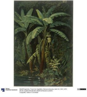 Tropische Vegetation. Bananenstauden