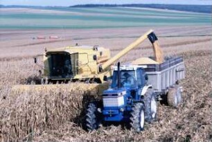 Fotografie: Erntetechnik, Mähdrusch, Mähdrescher selbstfahrend, Körnermais, Be- und Entladen, Transport
