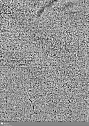 Lilienschild + Buchstaben IESV / Buchstaben LW = Cemb.I: S.13/14