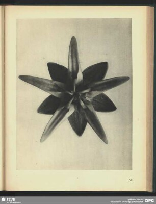 Asclepias speciosa