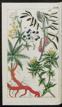 (Taf.) XVIII. Fig. 116. Die Indigopflanze Fig. 118. Der Krapp oder die Färberröthe Fig. 122. Der Saflor