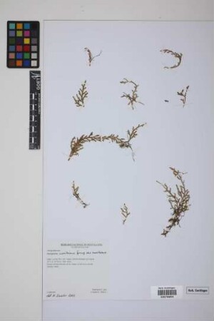 Selaginella moritziana Spring