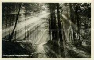 Morgenstimmung im Harz