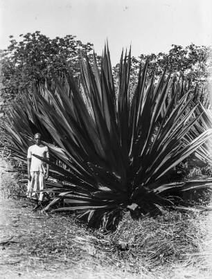 Mauritius-Agave : Übermannshohe Mauritius-Agave.