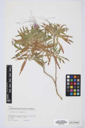 Erysimum bicolor (Hornem.) DC.