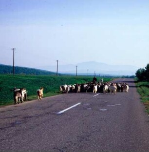 Ziegenherde auf der Straße zwischen Kalampaka und Grevena