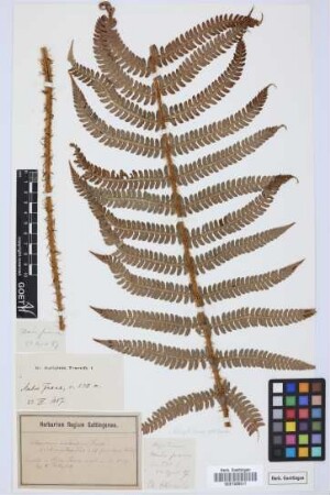 Aspidium spec.