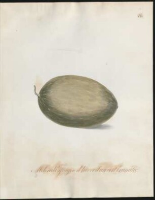 Melon d'Espagne d'hiver d'un vert brunâtre