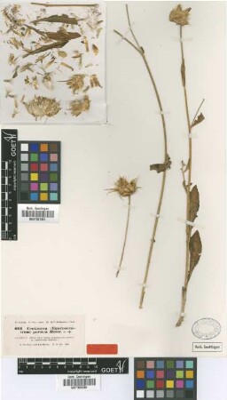 Centaurea persica Boiss. [type]