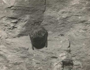 Mopsfledermaus (Barbastella barbastellus Schreb.) in Winterruhe an einer Höhlenwand