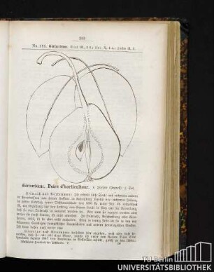 231. Gärtnerbirne. Poire d'horticulteur.