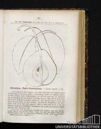 231. Gärtnerbirne. Poire d'horticulteur.