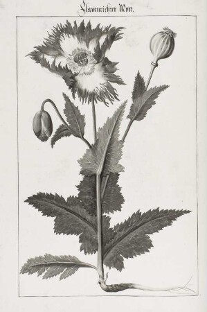 Flammischter Mon, Seite 103