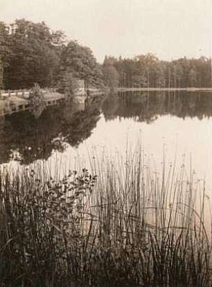 Moritzburg. Teichufer mit Gewöhnlicher Teichbinse (Schoenoplectus lacustris), auch Gewöhnliche Teichsimse oder Grüne Teichbinse und Erlensämlingen. Links Uferböschung mit Eichen und Erlen. Hinten Fichten- und Kiefernwald