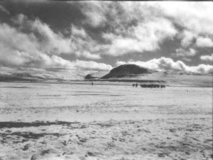 Indien. Kashmir. Ladakh. Karakorum. Lingschi-tang. Yaks am Ufer des Sirigh-Jilga-Sees