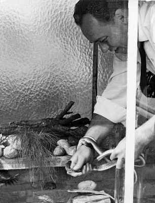 Mitarbeiter der Hamburger Gaswerke betreiben Schlangenzucht als Hobby. Schlangenzüchter legt eine Schlange in ein Terrarium