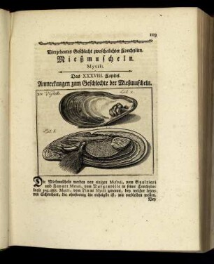 Vierzehentes Geschlecht zwoschalichter Conchylien. Mießmuscheln.