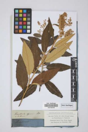 Pomaderris aspera Sieb.