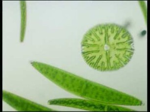 Chloroplast forms in desmids