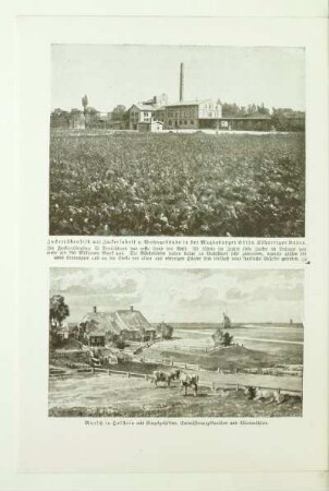 Zuckerrübenfeld mit Zuckerfabrik u. Wohngebäude in der Magdeburger Börde. Lößartiger Boden